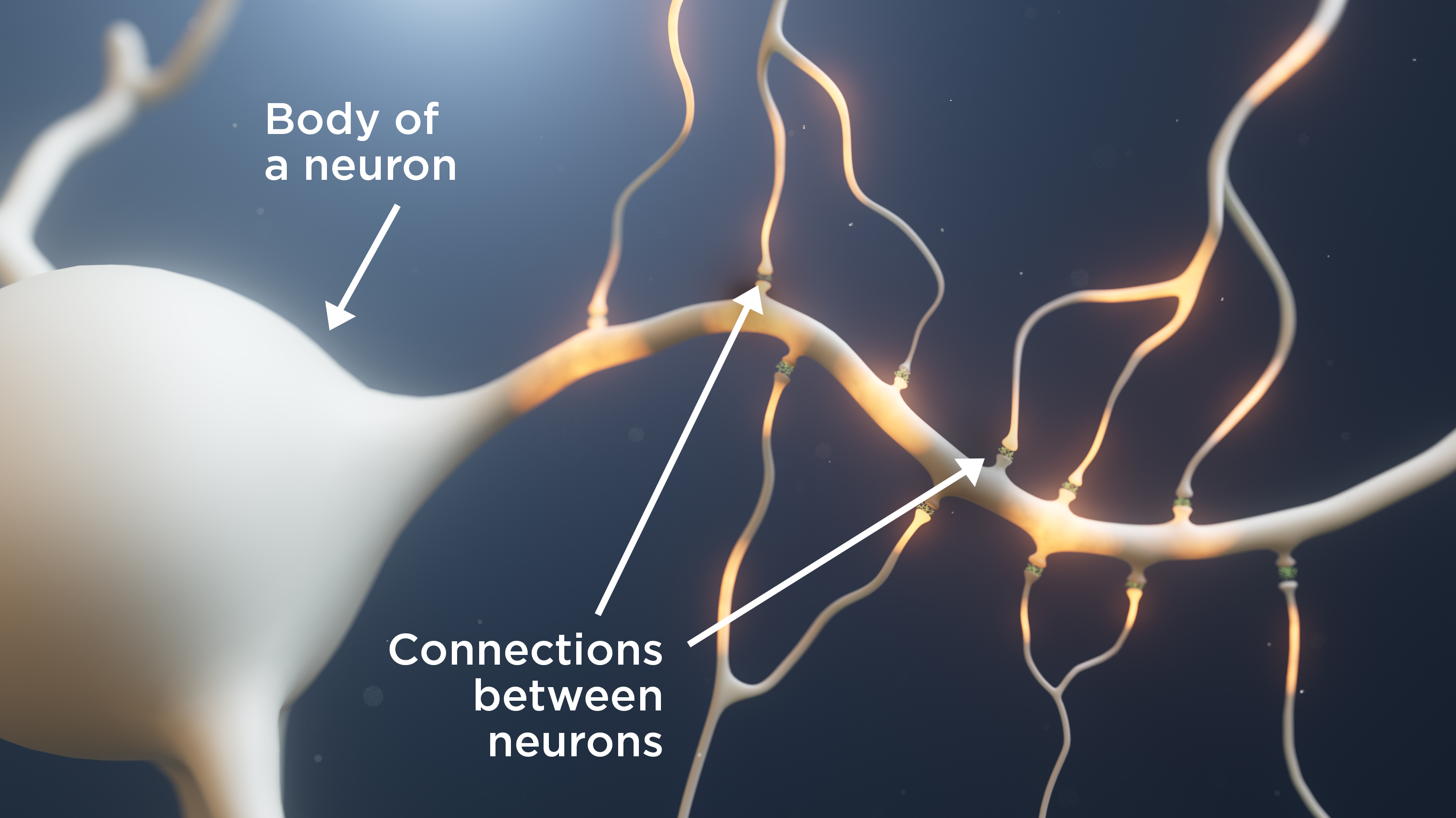 The body of the nerve cell, and the tentacle-like nerve cell endings connected to other cells